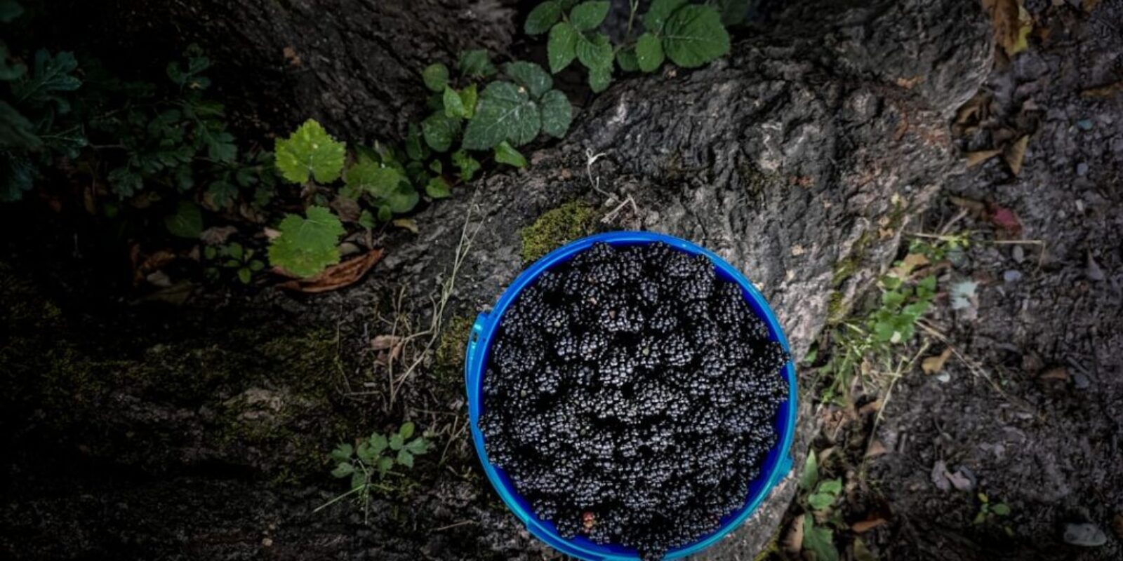 Kalkulator kalorii - poznaj dzienne zapotrzebowanie na kalorie i makroskładniki